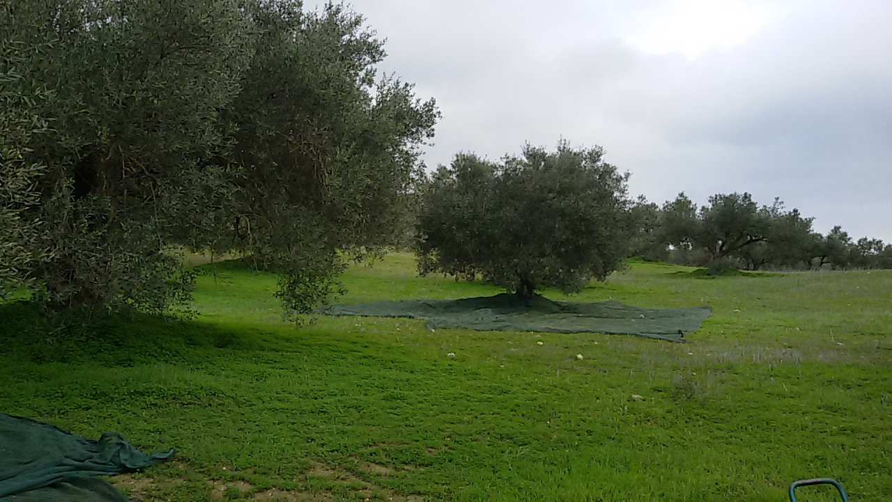 Olivenhain in Kreta