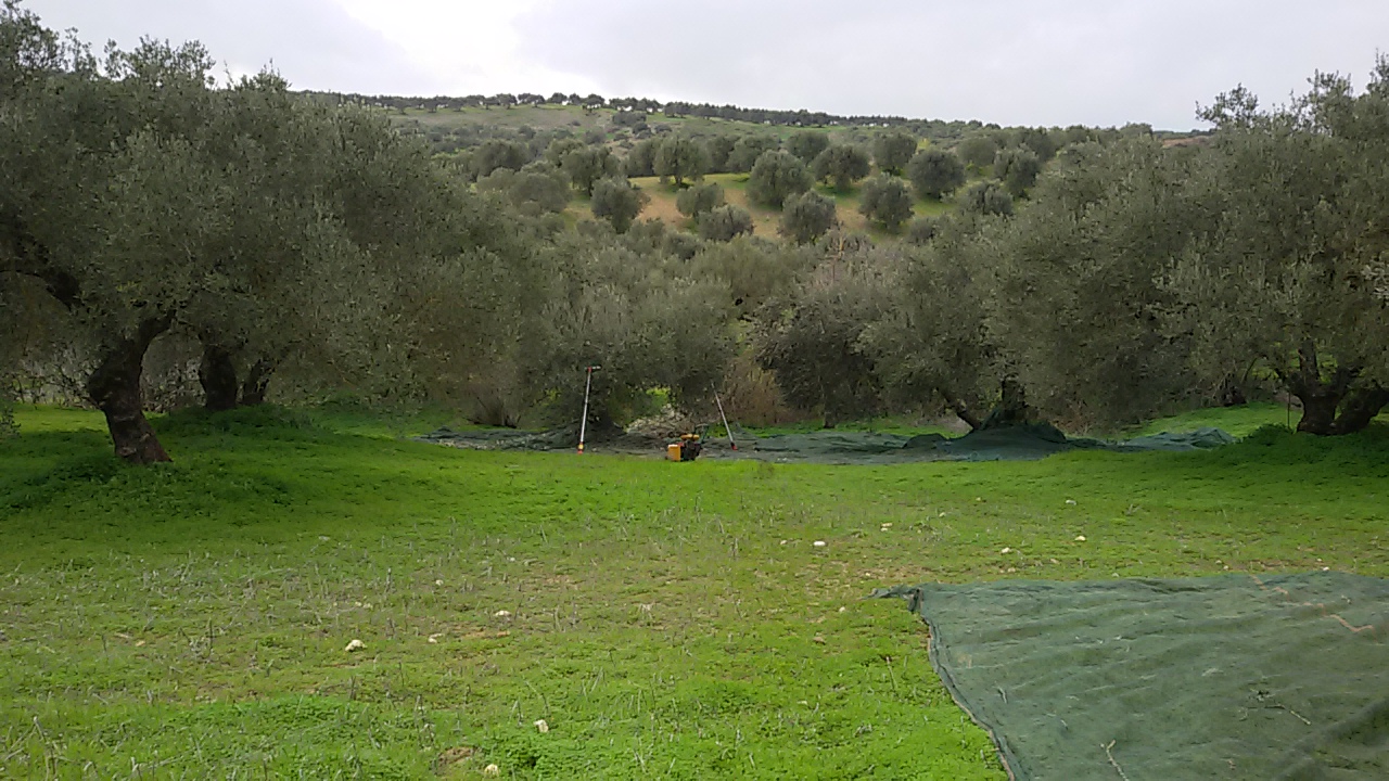 Olivenhain in Kreta